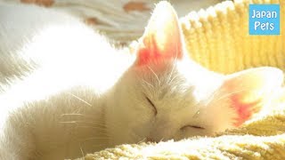 お昼寝の時間だニャ♪猫が日向ぼっこを好きな理由とは？ - Japan Pets