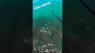 Have You Ever Seen This Many Snook