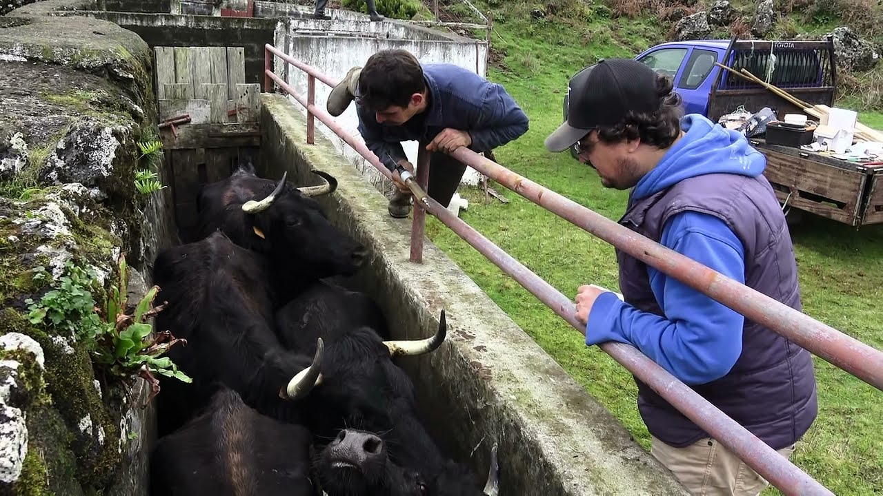 JAF - Vacas Bravas & Bezerros Dos Boins - Desparasitação, Desmame e Colocação De Brincos