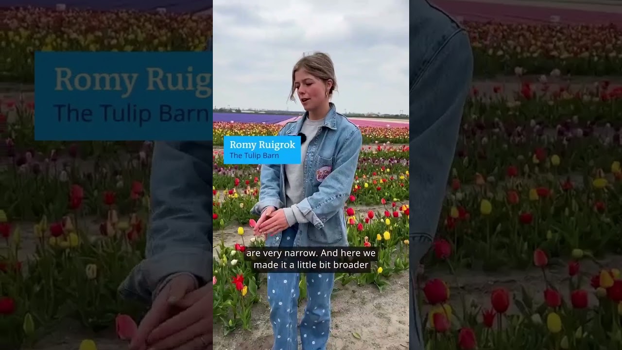 Netherlands – tulip fans pay attention!