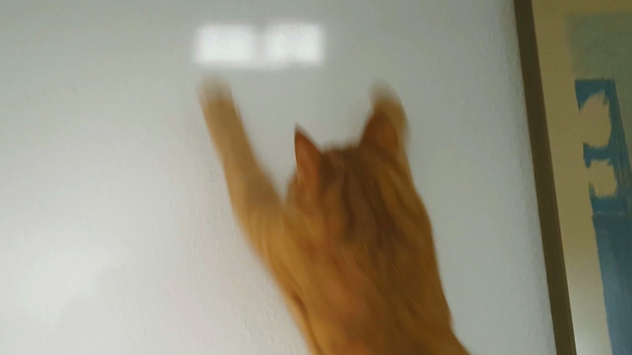 CAT DESTROYS EVERYTHING... YouTube