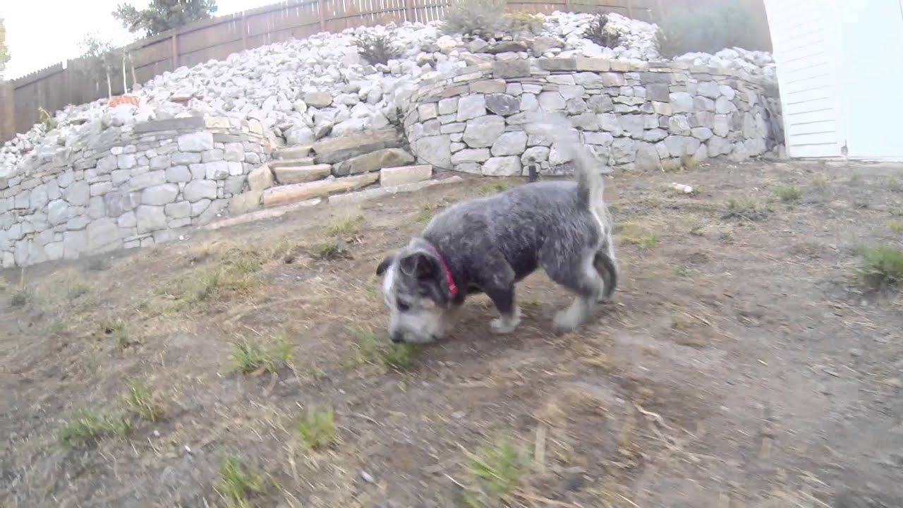 puppies first day at home YouTube