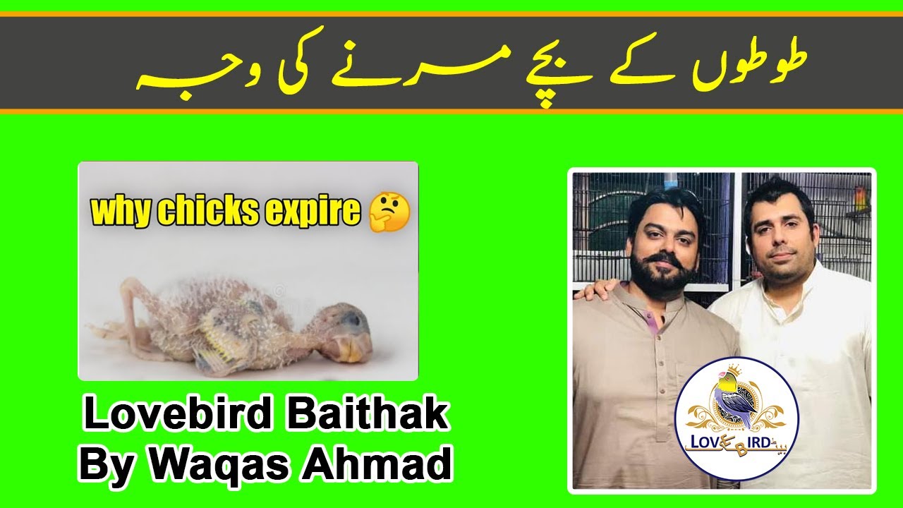 Why Chicks Expire - Reason of Lovebirds Chicks Expiry