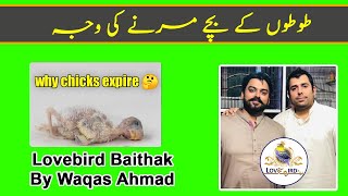 Why Chicks Expire - Reason of Lovebirds Chicks Expiry