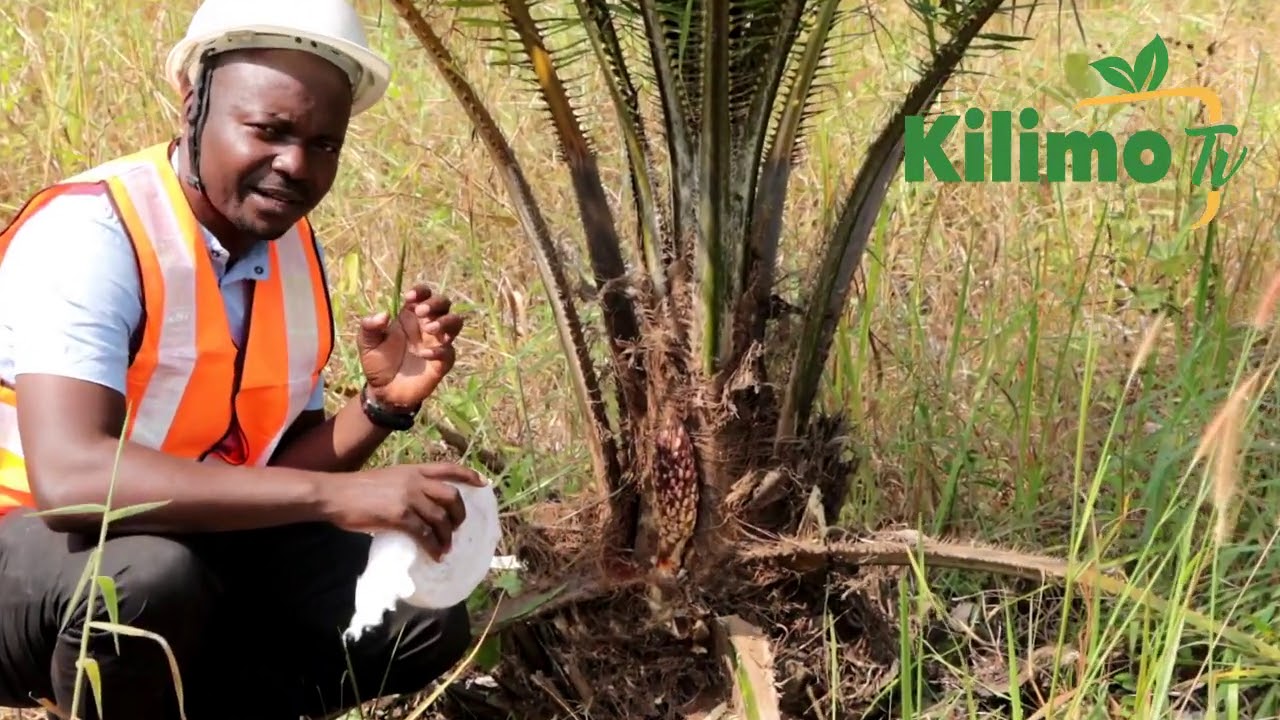 TAZAMA MTAFITI WA TARI KIHINGA ANAVYOBAINISHA HATUA ZA UCHAVUSHAJI WA MBEGU BORA ZA MICHIKICHI .
