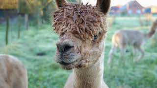 Respuestas De La Ciencia. Sabías Que Las Llamas Pueden Ayudar A Combatir Plagas?