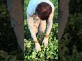 Super Early Tomato Variety🍅 | زبردست پیداوار اور خوبصورت شیپ| High Yield Farming#shorts #agriculture