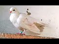День спустя после атаки Сапсана прилетела раненая голубка и была ещё радость.Wounded pigeon Falcon
