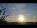 Goose and Duck migration from northern Alberta - Oct 11, 2023