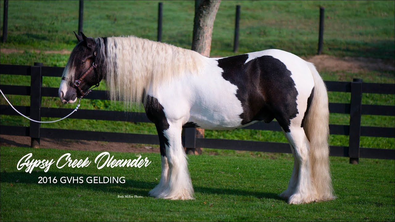 SOLD, Gypsy Creek Oleander, 2016 Black Piebald GVHS Gelding Horseman's Mission Select Sale