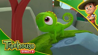 Ranger Rob Amazing Animal Facts Chameleons