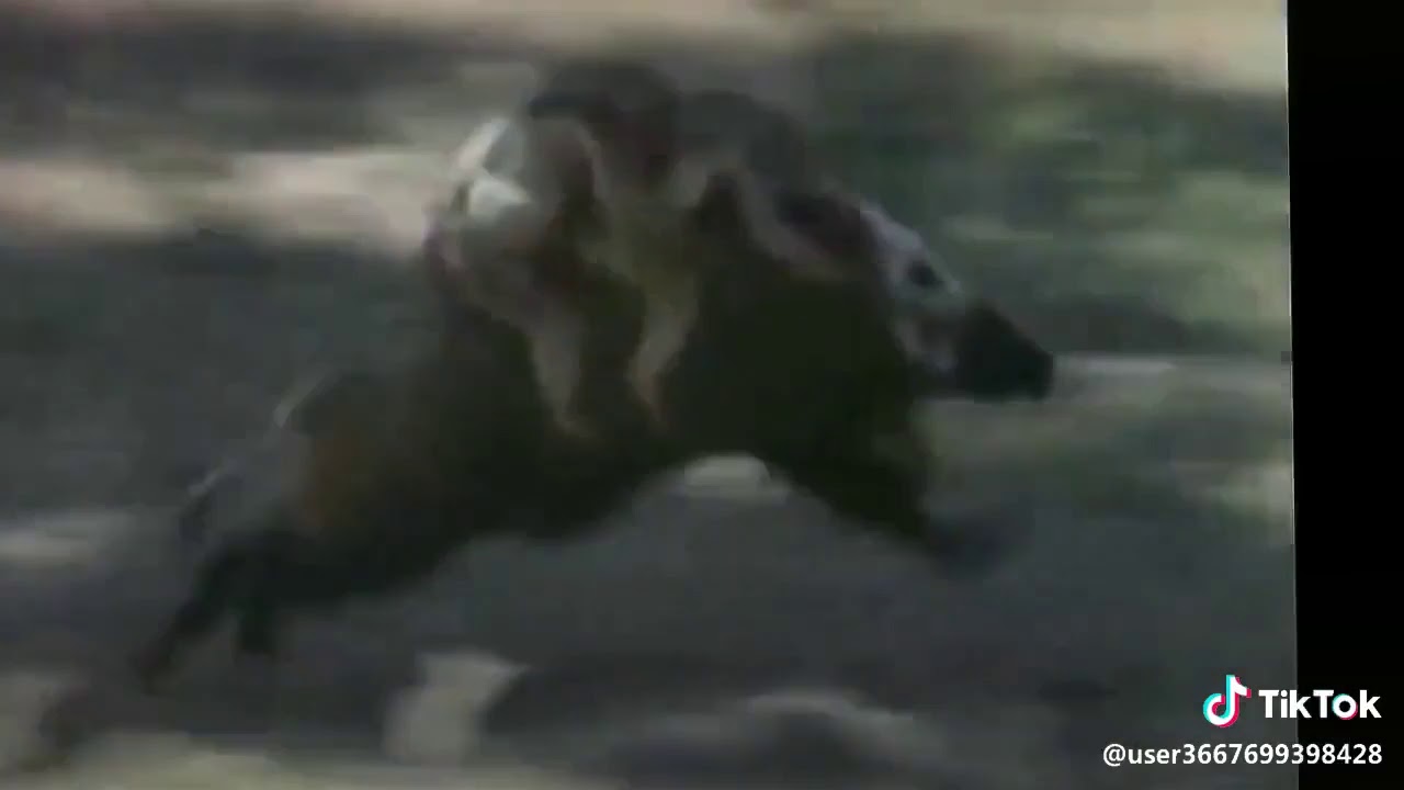 Обезьяны на кабане видео. Обезьяна катается на кабане. верхом на кабане gif. мартышка на кабане.