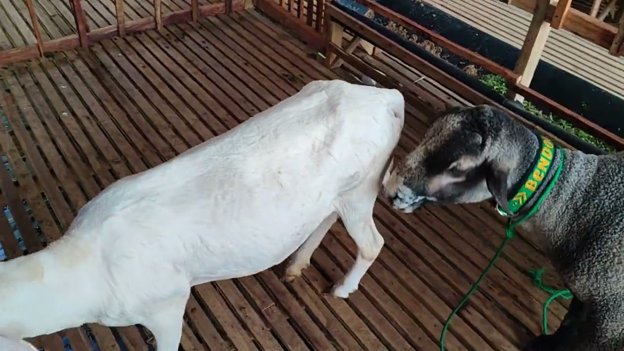 Nungguin domba bercocok tanam 🤣, , #farm #ternak #domba #sheep #lamb #cintafarmblora