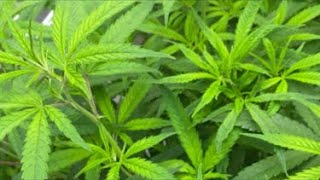 Th3 YeTi22_CS_TG watering clones one last time before main pot