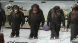 Lords of the Dance - monkey