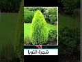 سلطان النفيعي اشجار الظل والزينه بمنازلنا سلطان النفيعي اشجار الظل والزينه بمنازلنا