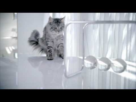 Purina One Actilea Tv Commercial Wmv Youtube