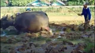 Benyamin S-Pulang Mudik