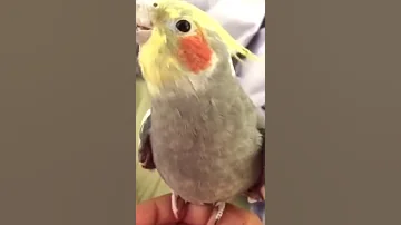 Cockatiel Singing Tequila