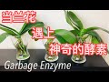 兰花 - 环保酵素对兰花的使用和效果 Using Garbage Enzymes in Orchid