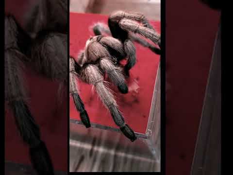 How To Set Up Spider House 3 Shorts