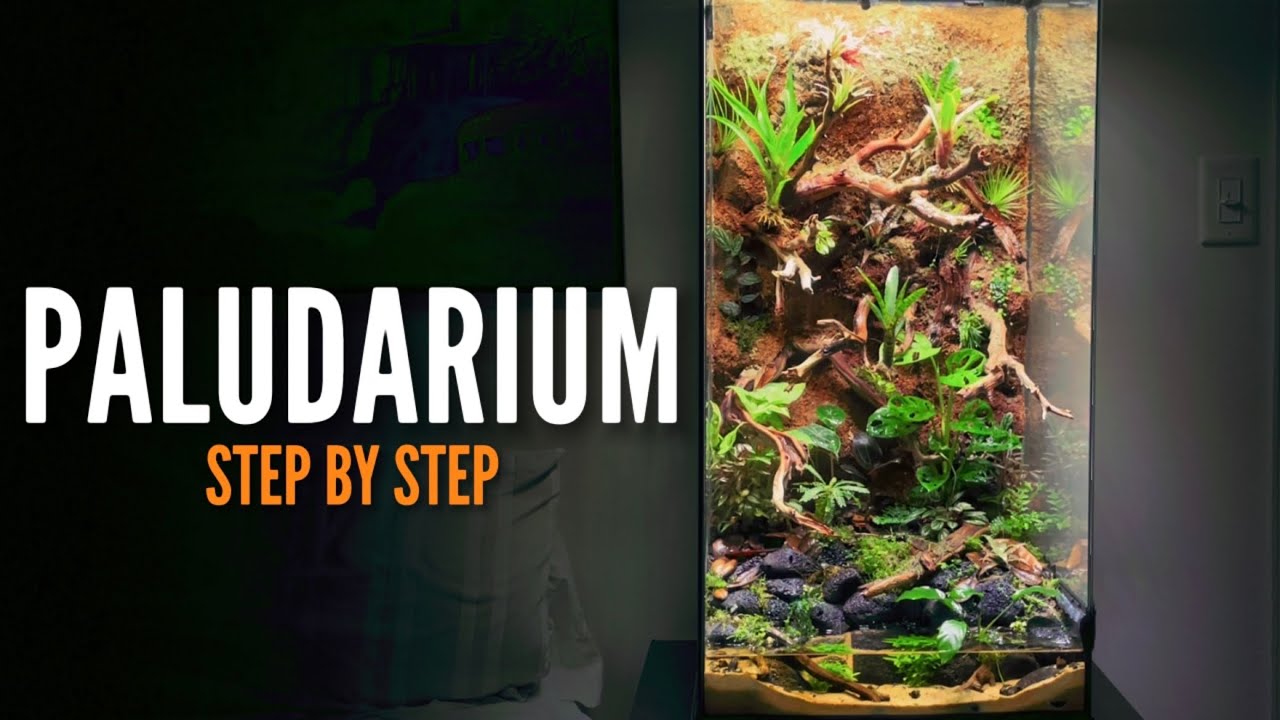 How to build a Paludarium (Vivarium) YouTube