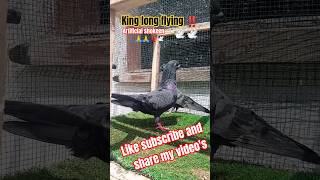 #pigeon #kabootar #kabootarloft05 #kabootarba #kabutar #birds #kabutarandekabdetehain #pigeonlaver