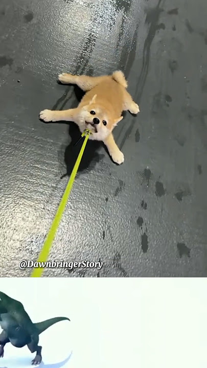 Anjing ini males banget bergerak sampai ditarik pemiliknya!