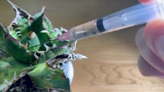 注射針で成長点に殺虫剤を注入しアガベマイトをせん滅する方法　#アガベ実験