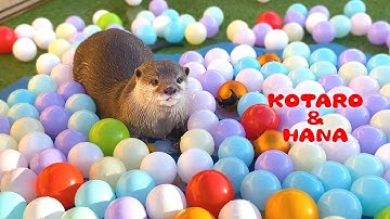 突然プールに大量のボールでカワウソ大はしゃぎ！　Otter Ball Pit Swimming Pool Party!