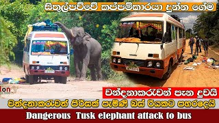 Tusker attacked to Bus ඇතා බස්එක කුඩු කරයි #savewildlife #dangerous #attack