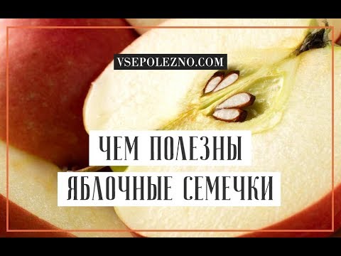 Чем полезны яблочные семечки для организма человека? Всёполезно.ком