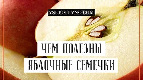 Чем полезны яблочные семечки для организма человека? Всёполезно.ком