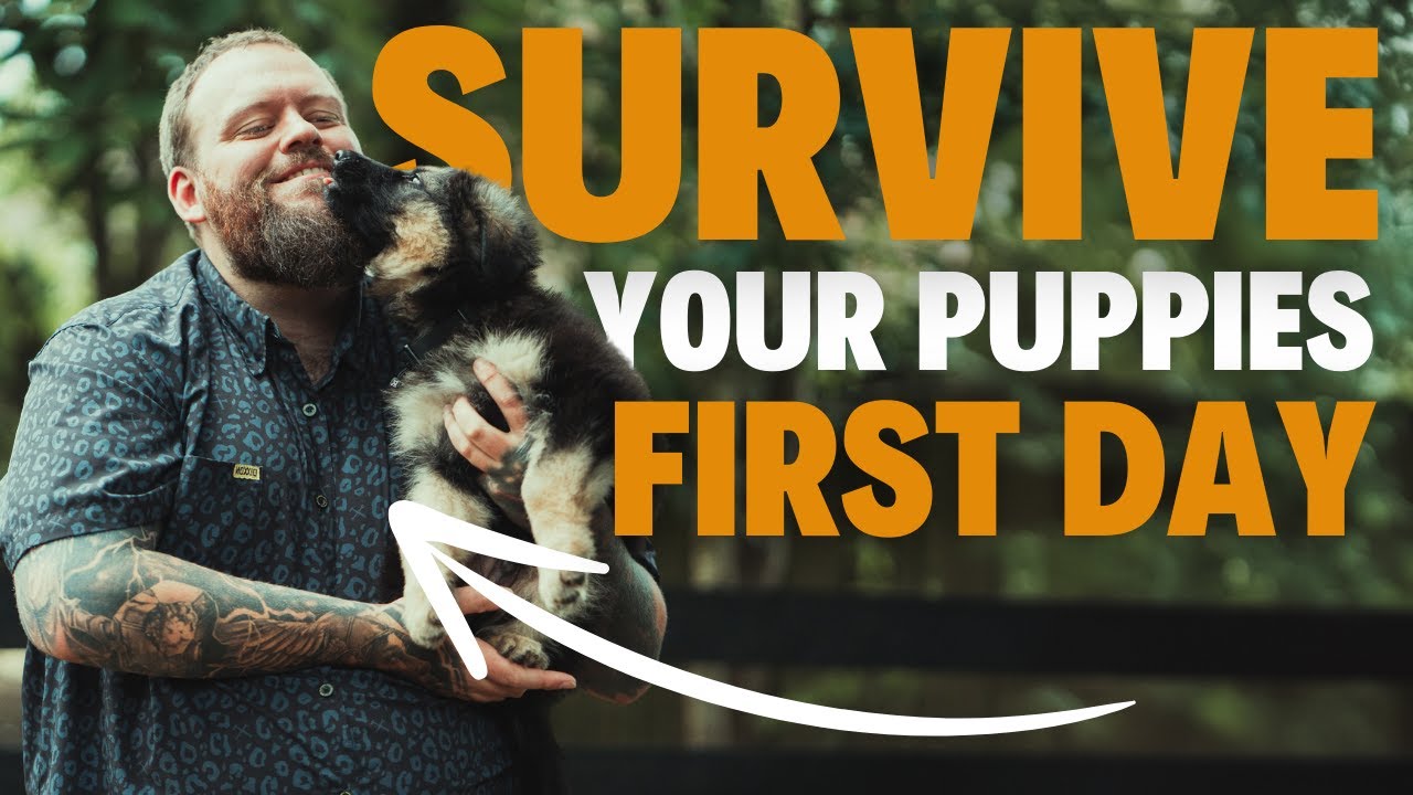 How To Survive The First 24 Hours With Your New Puppy!