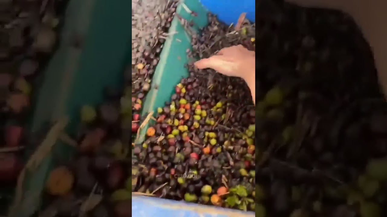 a production line for coffee cherries, washing and sorting  
