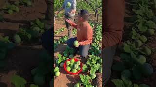 Beautiful natural honeydew melon garden, Enjoy harvesting with rural life harvest farming