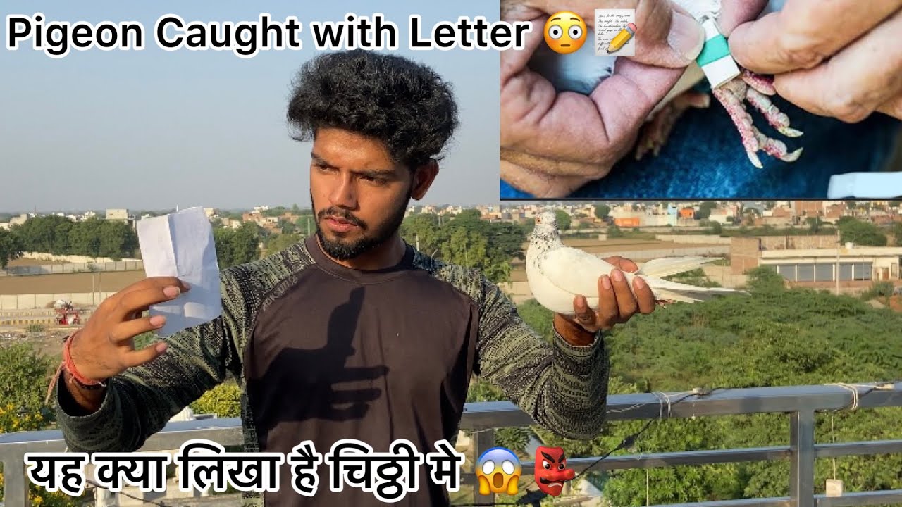 जादू टोना वाला कबूतर उड़ा दिया ☠️👹 !! Pigeon caught with black magic  🪄