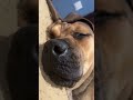 South African Boerboel Snores