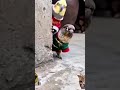 Two Parrots Try a Firecracker Prank… It Backfires 😂 #shorts