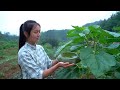 Tofu Made by Leaves: Cool Cuisine for Relieving Summer Heat!