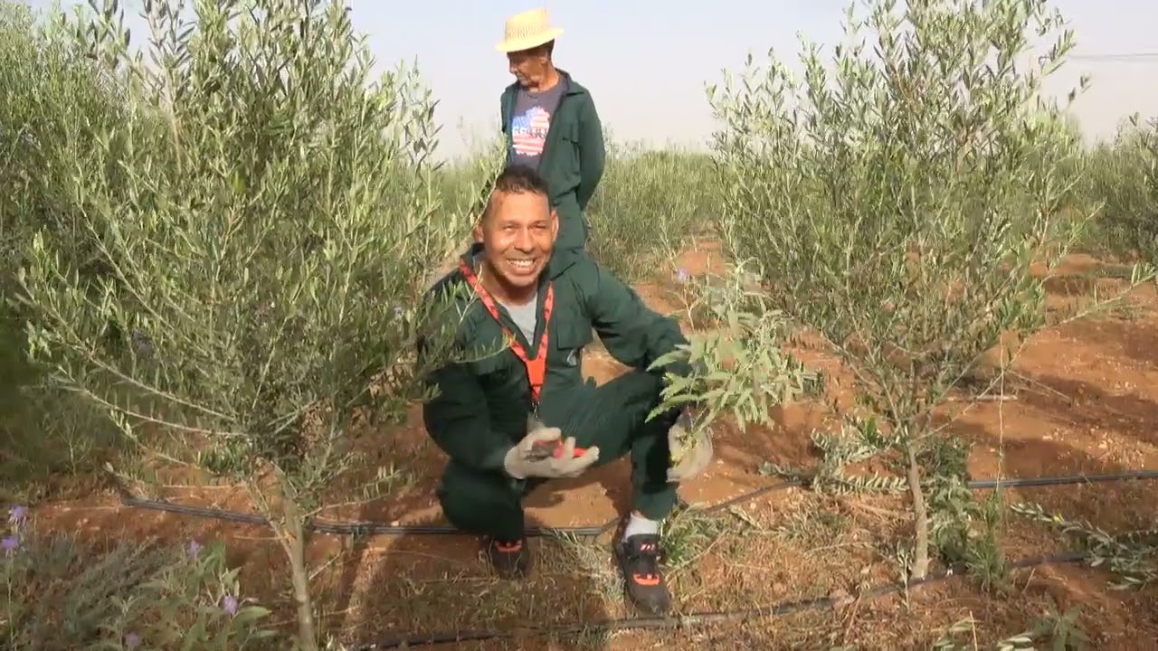 تكوين تكميلي لأشجار الزيتون أربكوين بعمرها 4 سنوات من منطقة بنجرير 0672661830