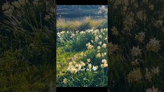 A slow wander through the Botanic Garden