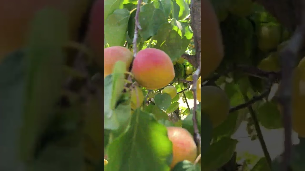 Perfect kayısı bahçesi çekimleri