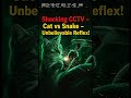 Unbelievable Reflex 😱 बिल्ली का थप्पड़ और साँप का अंत CCTV में कैद!#localstarbinit