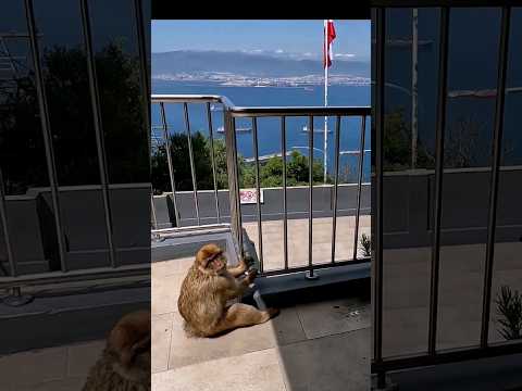 Видео: Самый быстрый путь к обезьянам Гибралтара