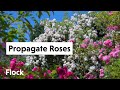 PROPAGATE ROSES Like A Pro — Ep. 040