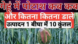 गेहूं में पोटाश क्या काम करता है /गेहूं मैं पोटाश महत्व। gehu me potash/When to add potash to wheat