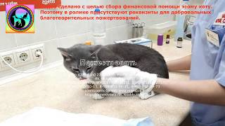 Обследование бездомного кота из приюта с циститом и мочекаменной болезнью Прием у ветеринара Обследование бездомного кота из приюта с циститом и мочекаменной болезнью Прием у ветеринара