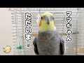 【お留守番】数分離れていただけなのに会うとキラッキラな目で喜ぶオカメインコこはく