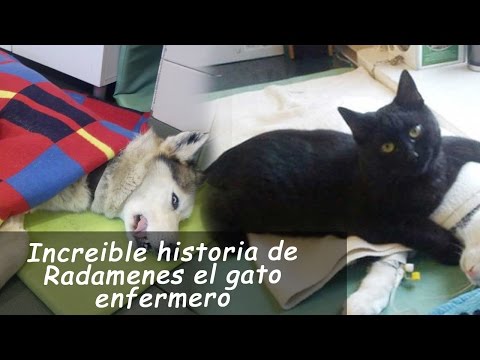 Video: El Gato De Anastasia Volochkova: La Historia De Una Mascota Estrella
